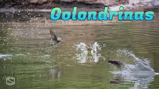 Golondrinas chapoteadoras