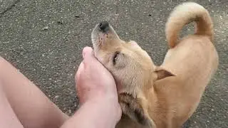 pnut the chihuahua