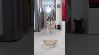 Che succede se metti lo SNACK PREFERITO del tuo cane in una CIOTOLA d’ACQUA?🐶💦 