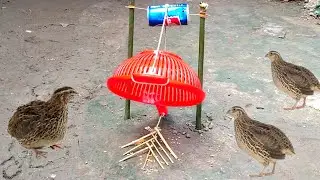 Very amazing bird trap for catching birds - koyal bird pakdane ka tarika