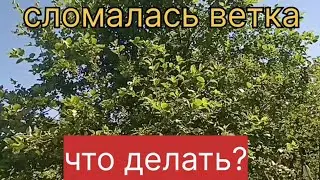 Сломалась ветка. Что делать?