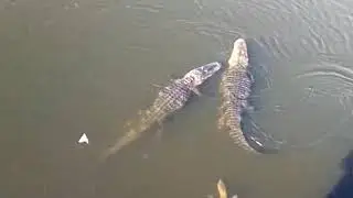 2 ALLIGATORS 🐊🐊 and several TURTLES 🐢🐢hanging out in a Florida pond!!!