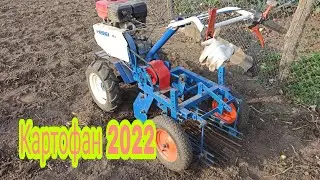 Digging potatoes with a Neva walk-behind tractor with a potato digger.