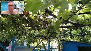 Двор нашего дома в станице Новопокровская.