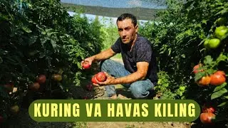 ПОМИДОРГА ТУР СЕТКАНИ ФОЙДАСИНИ СУКОКЛИК  ИЛХОМЖОН ДАЛАСИДА КУРИНГ.