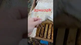 Как зимуют пчёлы.