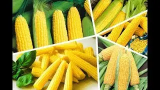 МАККА 🌽 УРУГ & ЭКИШ ВА ТАЙЁРЛАШ ЖАРАЁНИ