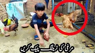 Hen ka Kamal Dikho || My Vlog || Beautiful Hen || Hen ki Tarring