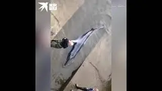 Настоящий кит застрял в реке Темзе на юго-западе Лондона