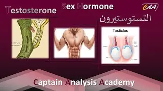 E16. Testosterone التستوستيرون أنواع واهميته في تحديد الجنين وعلاقته بجرائم القتل  والاغتصاب