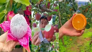 Farm Fresh Ninja Fruit | Tik Tok India | (Oddly Satisfying Fruit Ninja
