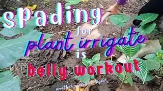 Spading For Plant Irrigates Is Belly Workout   | #flatbelly |@aspiringfarmgirl7970 |@simpleebingcat