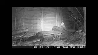 Hedgehog entering garden sniffing