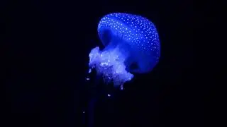 AGUA VIVA LUMINOSA