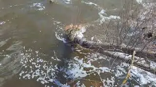 НАВОДНЕНИЕ! ШИРОКО РАЗЛИЛАСЬ РЕКА!