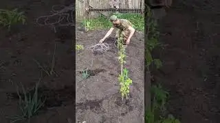 деревенские увлечения 