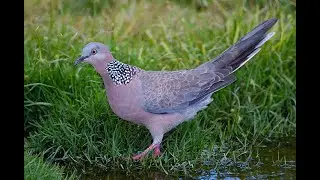 Spotted Dove (Streptopelia chinensis) 4K