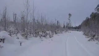 Глухарь