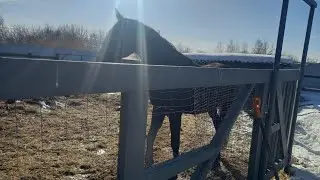 День Ковбоя