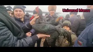 Дакан Хуроз Нархлари  2025 Dakan Xo‘roz Narxlari  