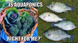 Is Aquaponics Right For Me? | How much Time & How Much To Build?