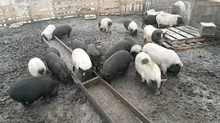 ✔VIETNAMESE PIGS. BREEDING SECRETS #7.
