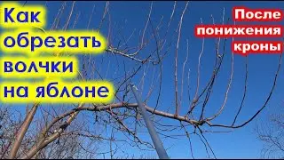КАК правильно ОБРЕЗАТЬ ВОЛЧКИ на ЯБЛОНЕ.
