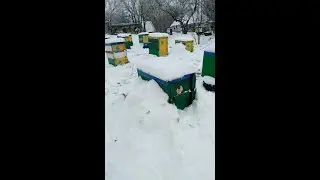 Стан пасіки на 27.01.2024. Теплий чи холодний вулик? Чи потрібне утіплення?