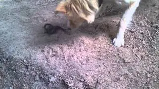 Гадюка укусила собаку