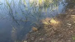 Ужи на рыбалке. 1