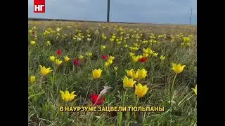 Завораживающая красота торгайской степи: посмотрите как цветут тюльпаны