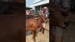 পোড়াপাড়া গরুর হাট #গরুর_হাট #cow #farming
