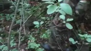 Metal Detecting - Ring Sight