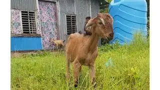 Pets & animal is live