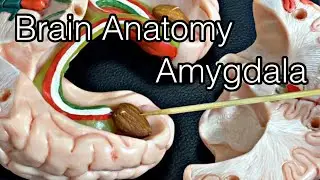 Anatomy of brain: amygdala (English)