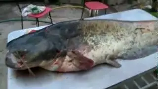 Трофейный сом 80 кг.
