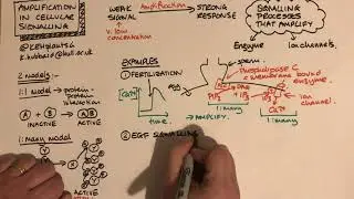 Amplification in Signal Transduction pathways