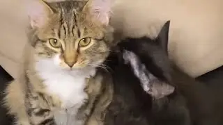 Cute Kitten Growing Up (Fuzzy) 🐯❤️: 0 - 1 year in under 3 minutes  #cat #adorable #growing up
