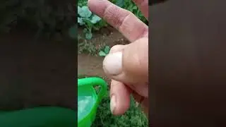 FERTILIZZAZIONI RADICALI  ED IRRORAZIONI  FITOSANITARIIE ... QUANDO...???🌿🌿🌿🤠