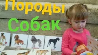 Наша Василисочка в 2,5 года знает много пород собак! Вот так мы занимаемся дома. Карточки Домана.