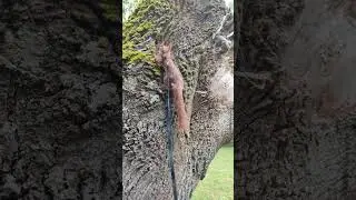 Білчення Пікачу знову шукає гриби / Squirrel pikachu looks for mushrooms again