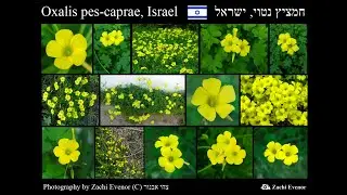 חמציצים (מקוצר) Oxalis pes-caprae