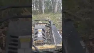cat and MTL Xc8 cutting trees