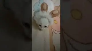Cutie Kittens, Bunny Kittens 😂😂