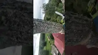 Финальный этап спила дерева