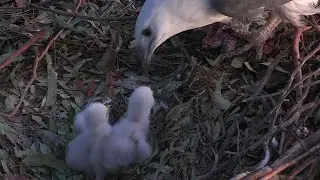 SE32 struggle to get evening snacks | Sea-EagleCAM | Aug 2, 2023