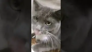 Это мой кот Барс (its is my cat Bars)