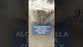 ¡Impactante! Alcantarilla explota y deja peces en la calle  #Shorts