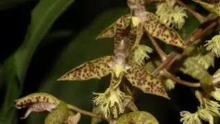 Fases do Desenvolvimento do Catasetum gladiatorum