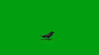 Back bird walking green screen